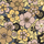 Vintage Floral Sonnenlicht