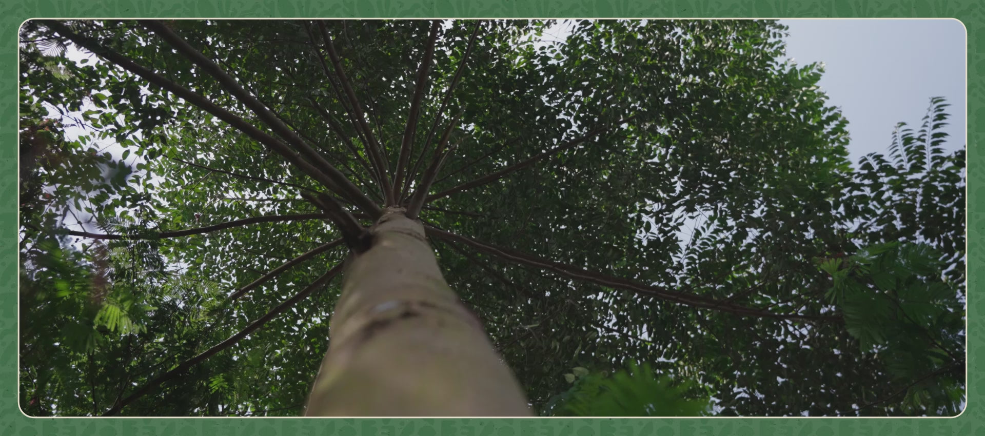 Cargar video: 